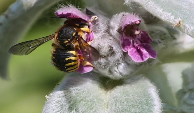 Why We Should Rethink Our Hatred of Wasps