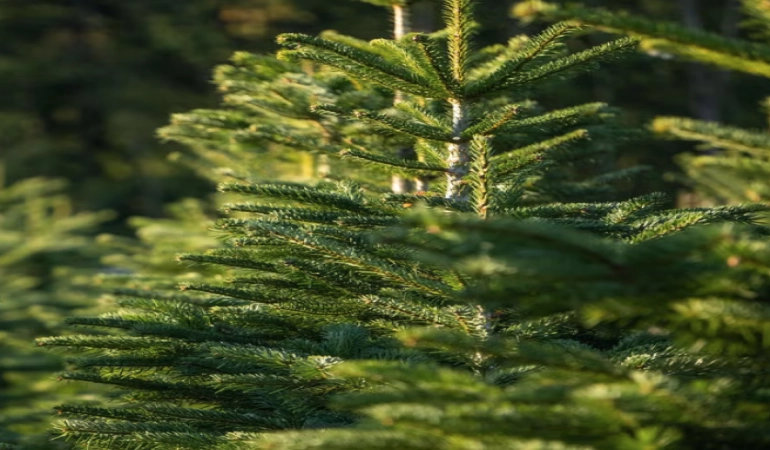 How to Dispose of Your Christmas Tree Correctly